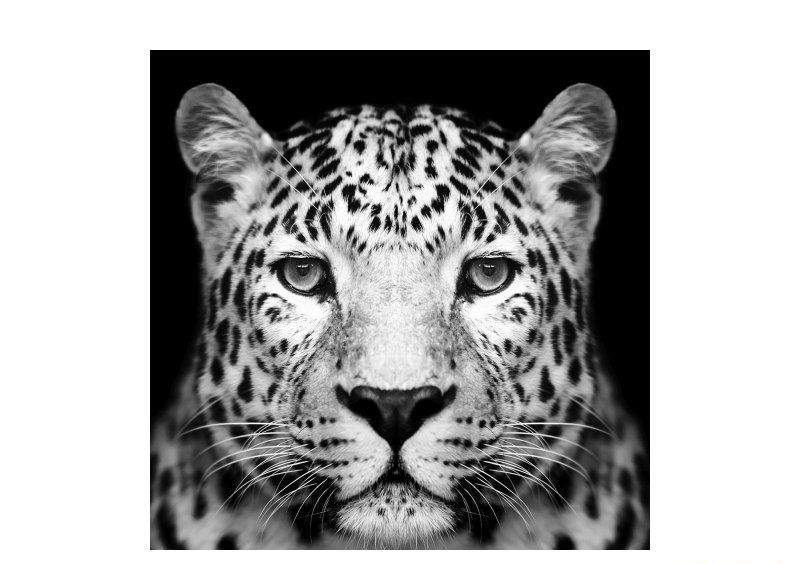Картина на стекле PANTHER 80x80 Картина на стекле PANTHER 80x80