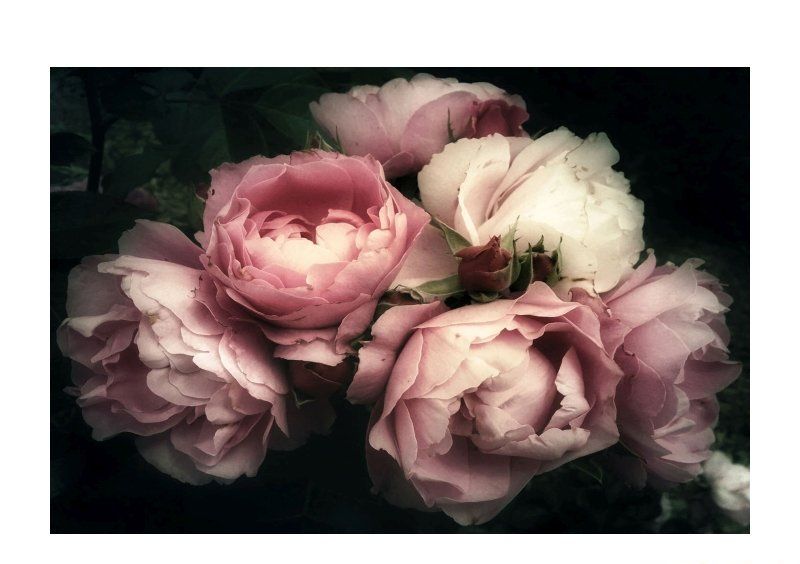 Картина на стекле FLOWERS I 120x80 Картина на стекле FLOWERS I 120x80