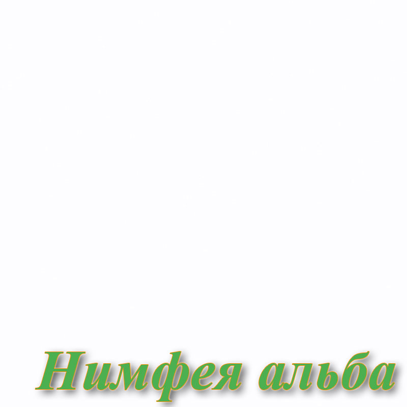 Нимфея альба 
