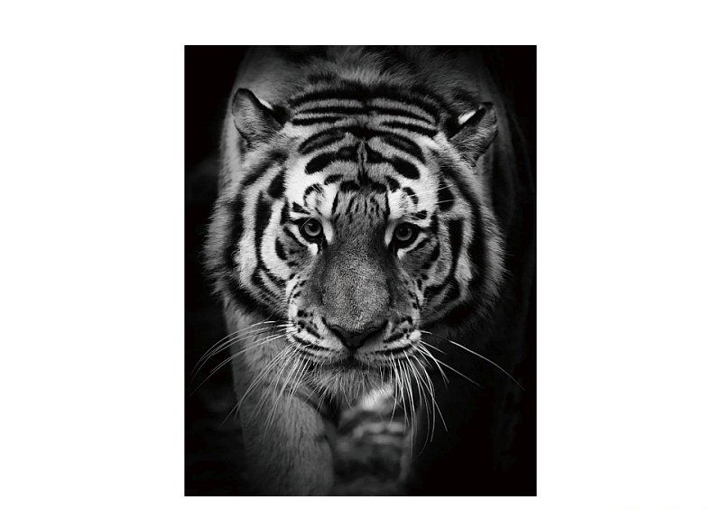 Картина на стекле TIGER 80x120