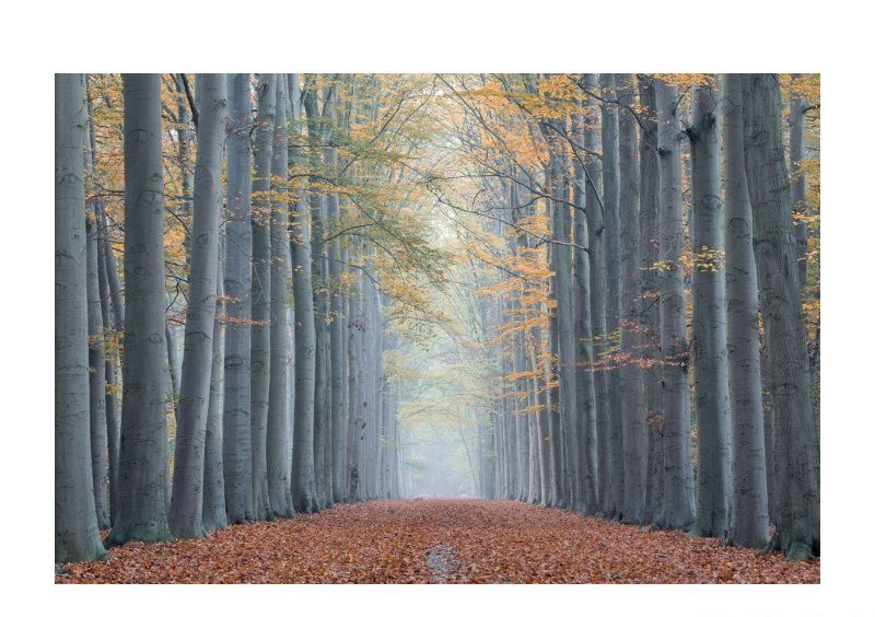 Картина на стекле TREES II 120x80