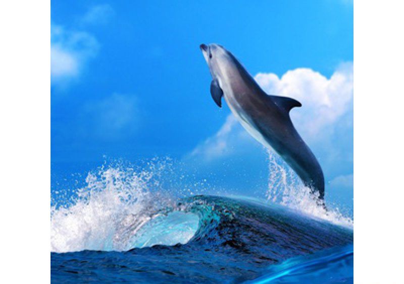 Прямоугольный журнальный стол Dolphin 70х43